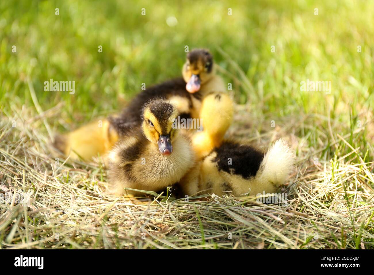 Little cute ducklings on hay, outdoors Stock Photo Alamy