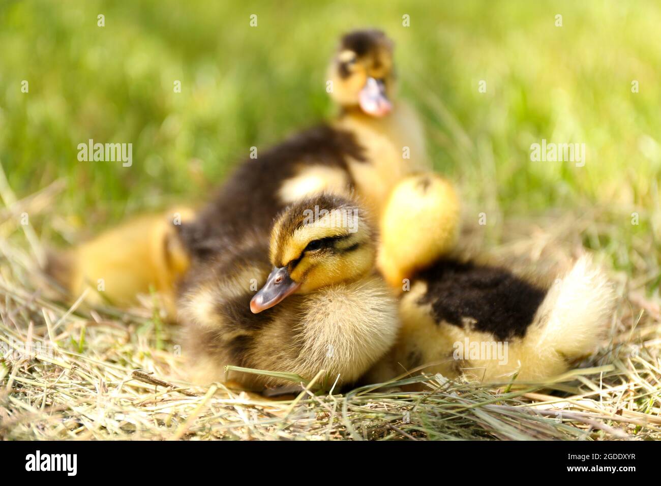 Little cute ducklings on hay, outdoors Stock Photo Alamy