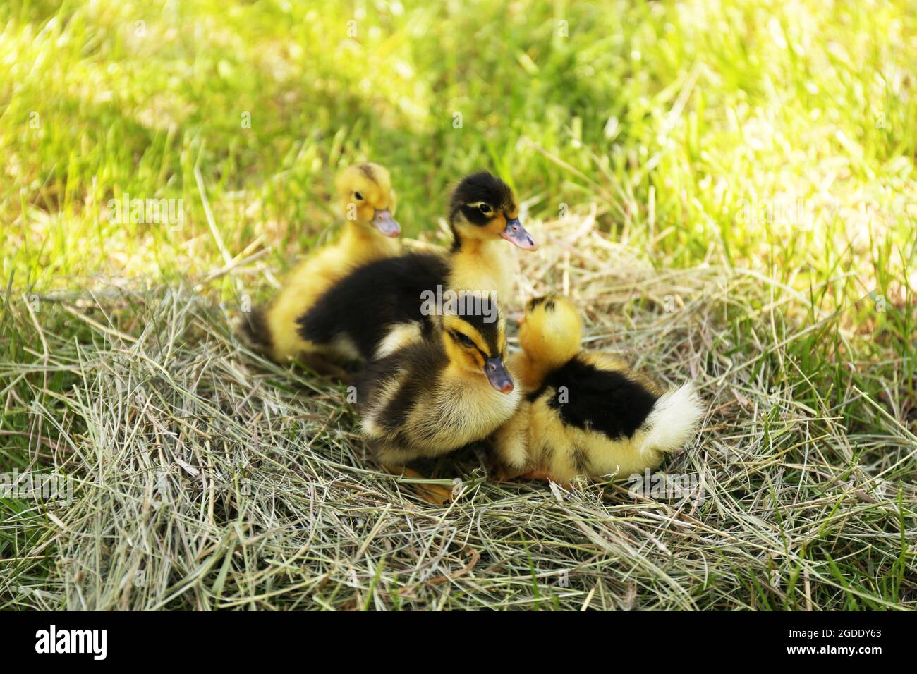 Little cute ducklings on hay, outdoors Stock Photo Alamy