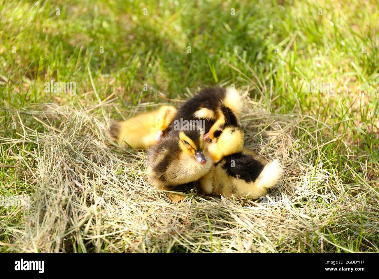 Little cute ducklings on hay, outdoors Stock Photo Alamy
