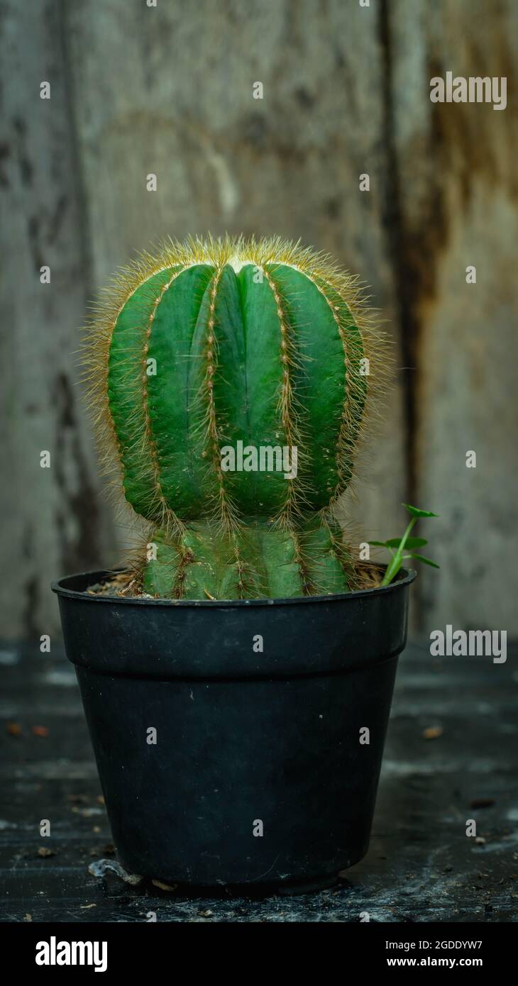 Closeup of potted Notocactus magnificus on wooden background Stock Photo