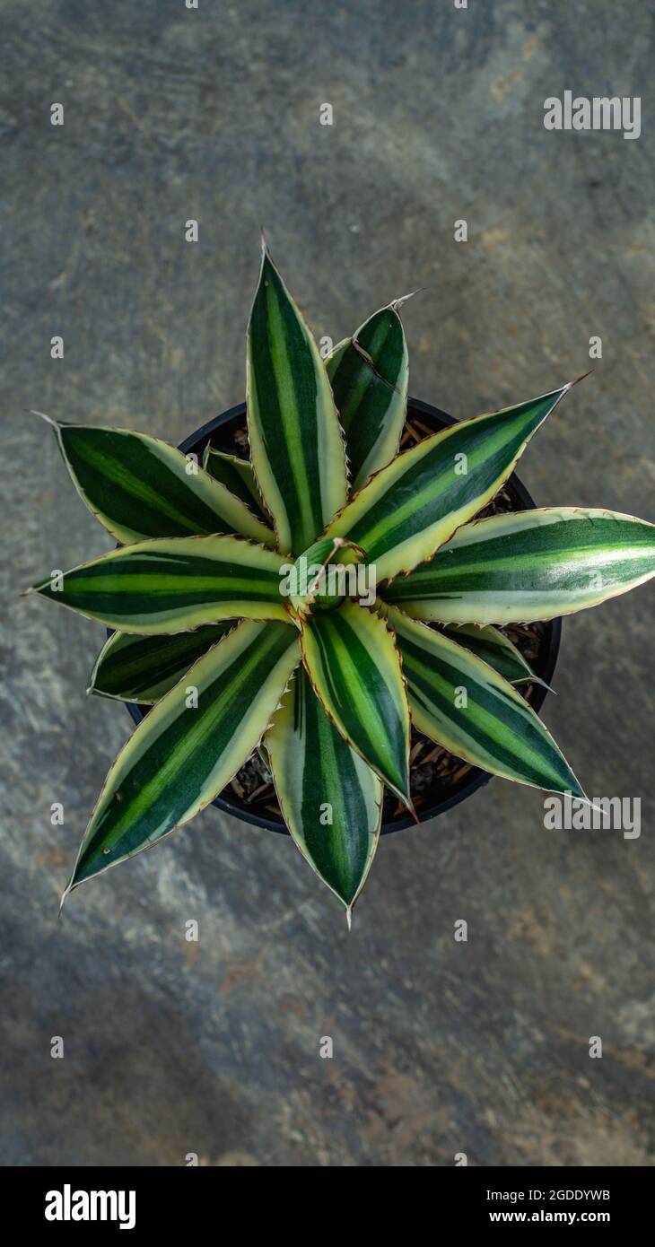 Aerial look of variegated agave plant Stock Photo - Alamy