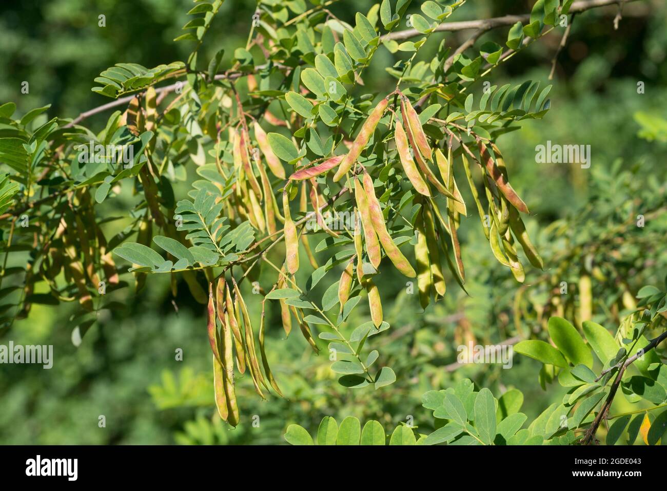 Robinia pseudoacacia ripe seed fruit on twig closeup selective focus Stock Photo