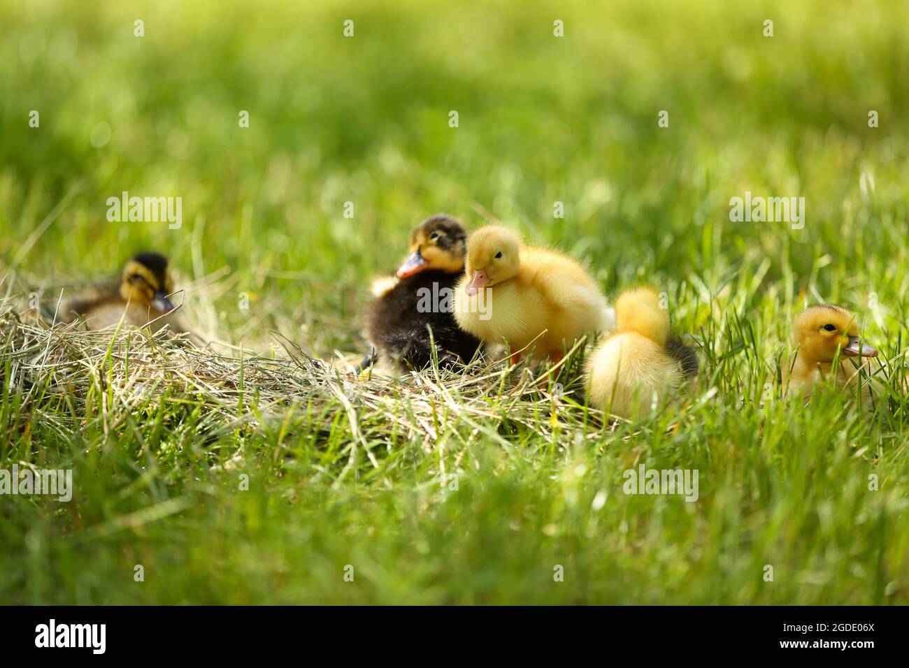 Little cute ducklings on hay, outdoors Stock Photo Alamy