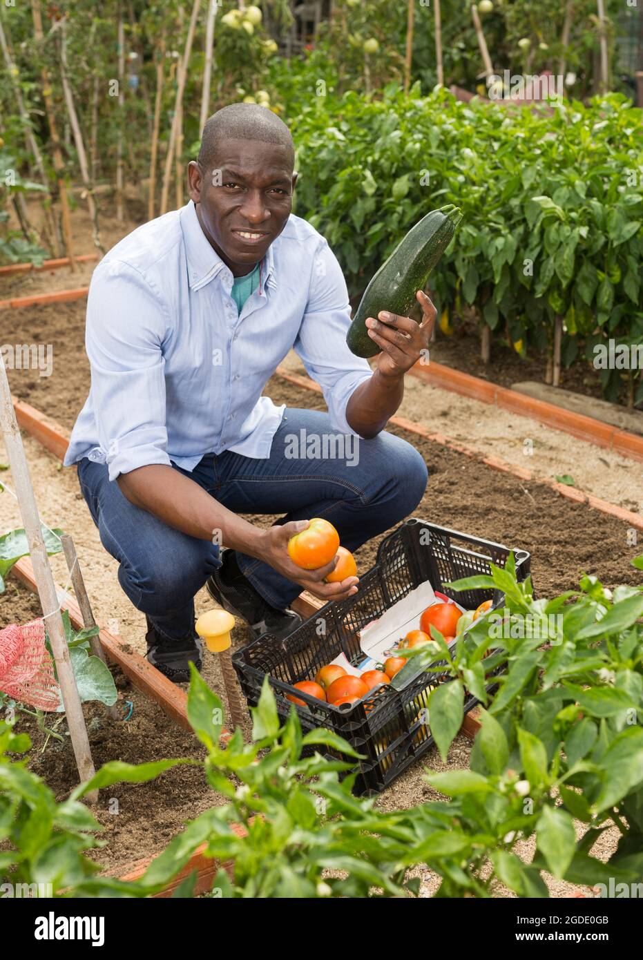 Male farmer with a box of tomatoes in the garden Stock Photo - Alamy