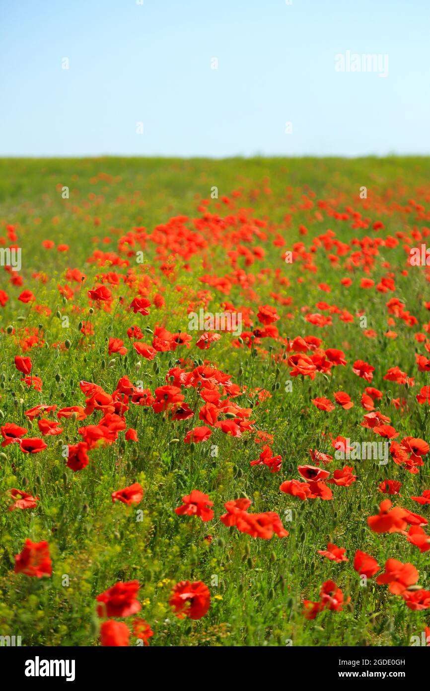 Beautiful poppy flowers in the field Stock Photo - Alamy