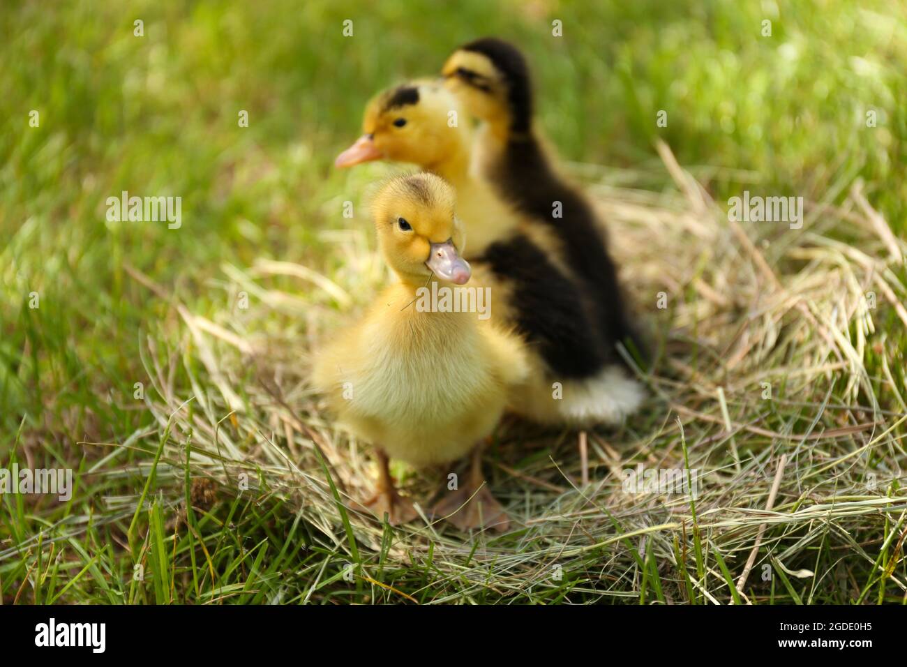 Little cute ducklings on hay, outdoors Stock Photo Alamy
