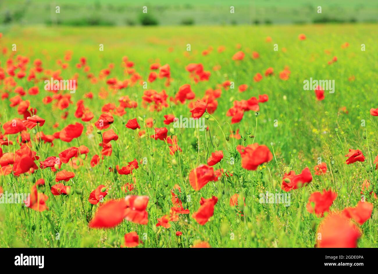 Beautiful poppy flowers in the field Stock Photo - Alamy