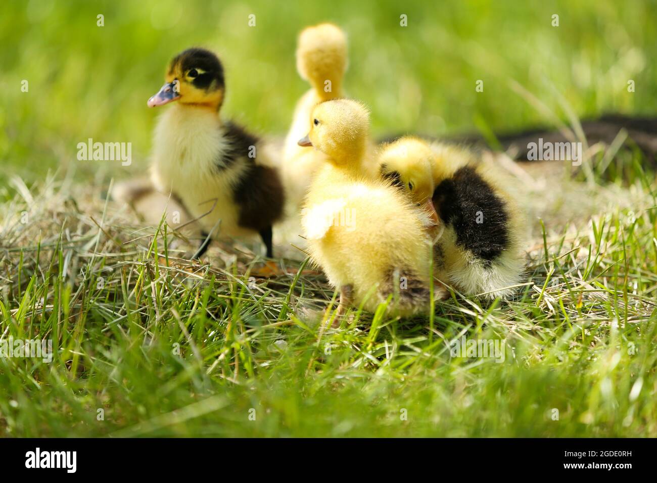 Little cute ducklings on hay, outdoors Stock Photo Alamy