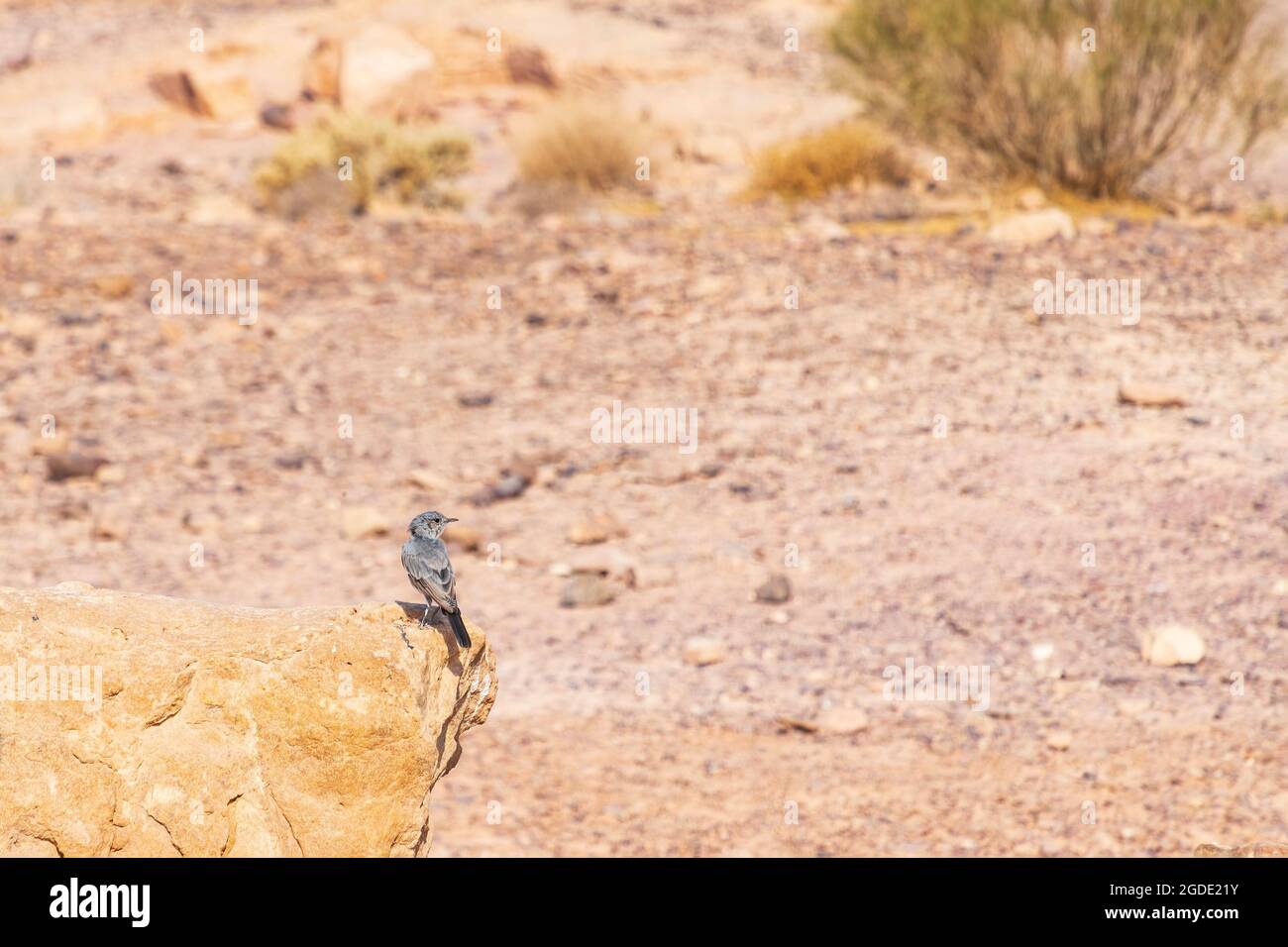 A small bird sitting on a stone closeup. Makhtesh Ramon Israel. Stock Photo