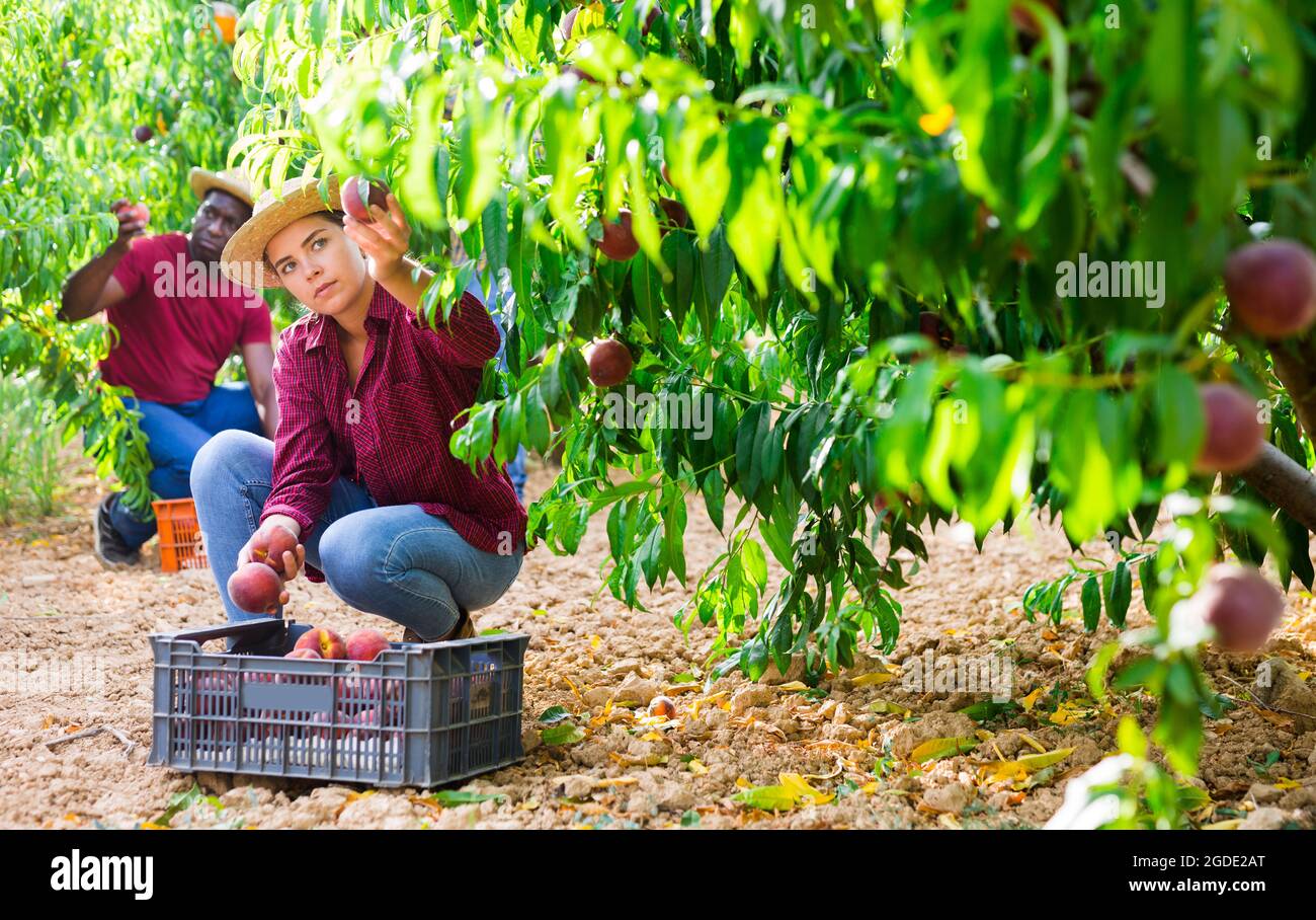 Woman farmer picks ripe peaches in the garden. Harvesting peaches in orchard Stock Photo