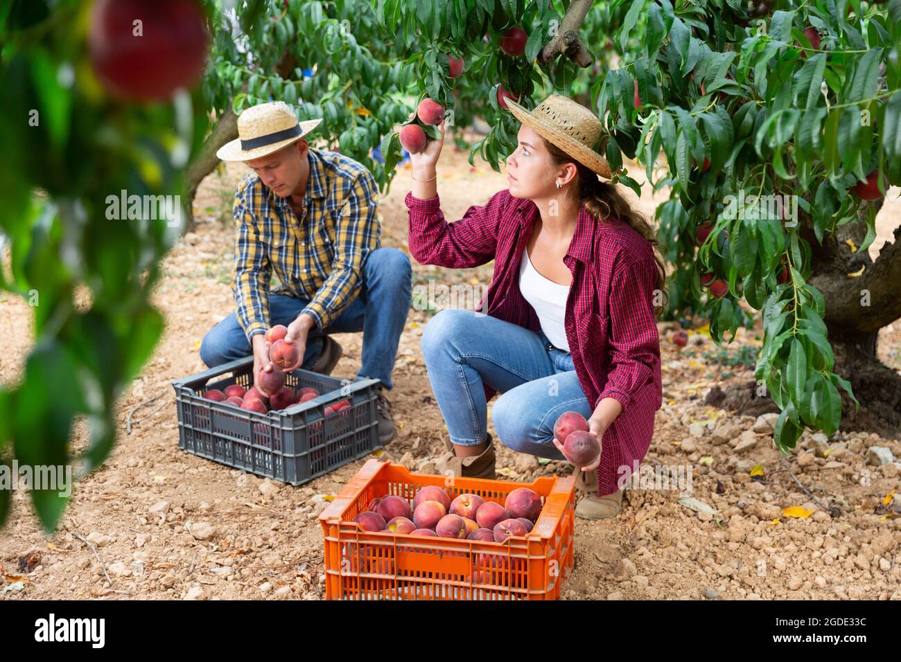 Woman farmer picks ripe peaches in the garden. Harvesting peaches in orchard Stock Photo