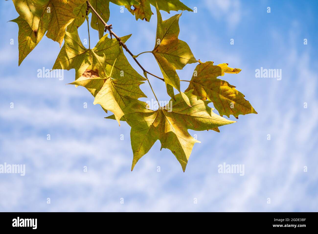 Maple branches with green and yellow leaves in autumn, in the light of ...