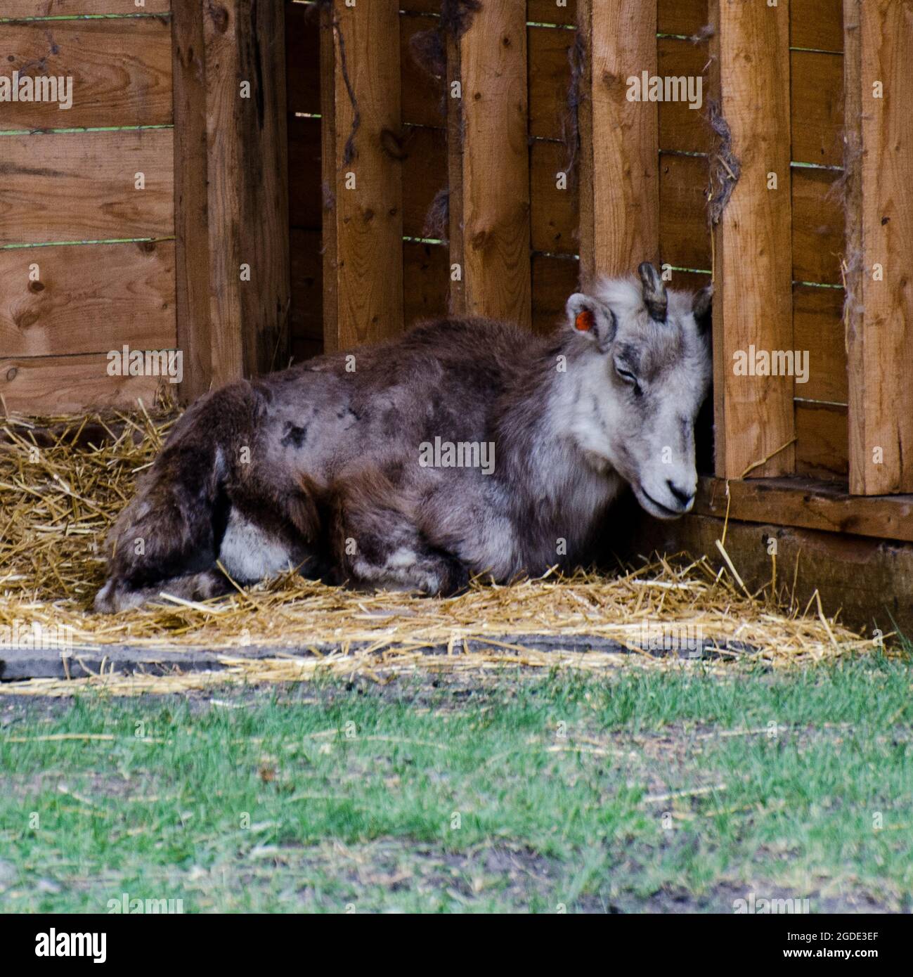 Goat at the Assiniboine Park Zoo, Winnipeg, Manitoba, Canada Stock Photo