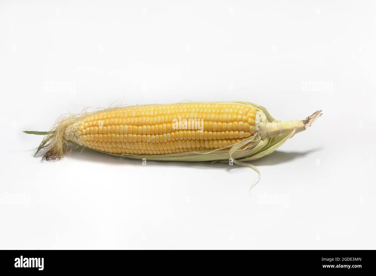 Corncobs or corn ears isolated on white background as package design element Stock Photo