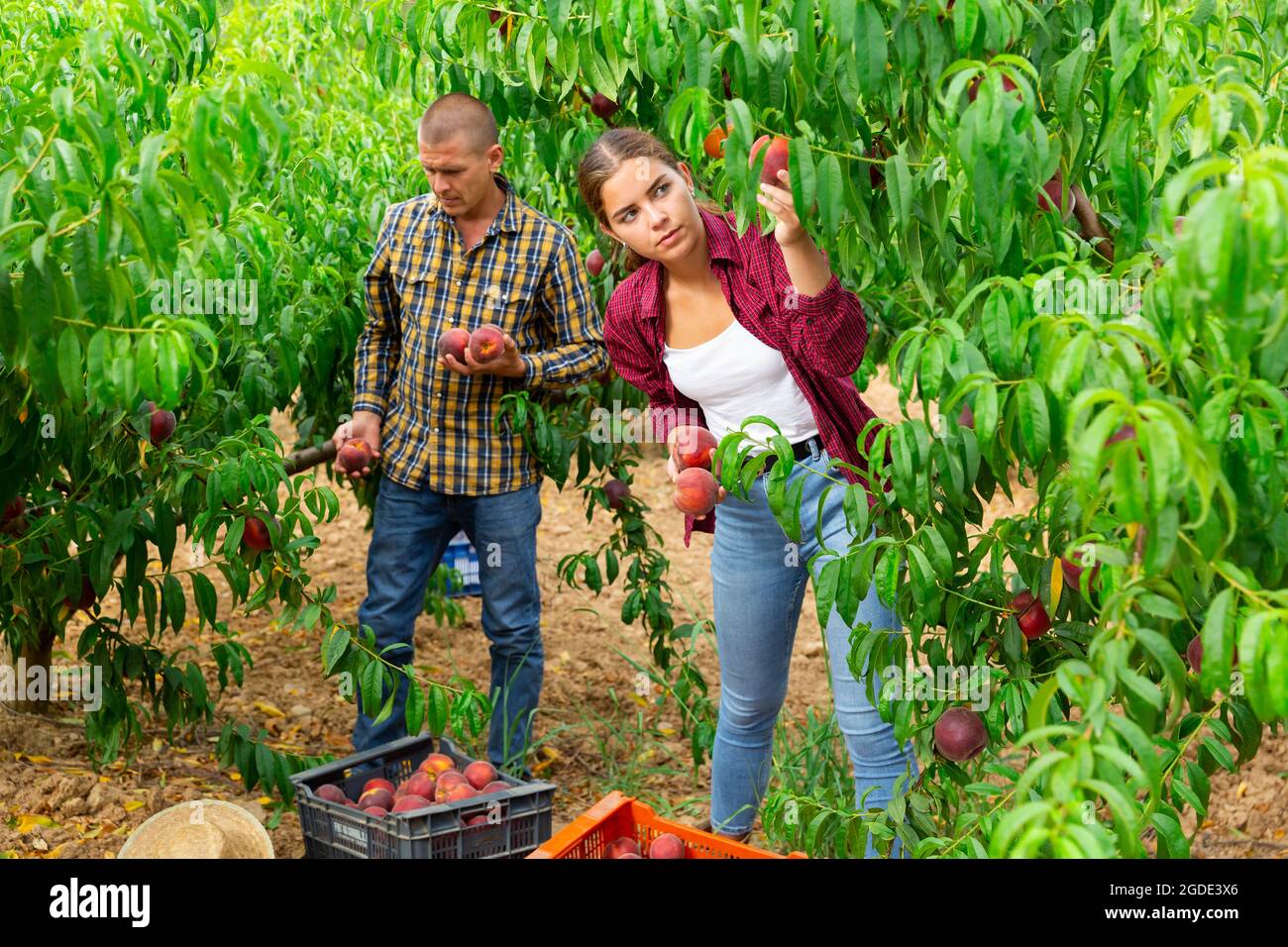 Man and girl harvesting peaches Stock Photo Alamy