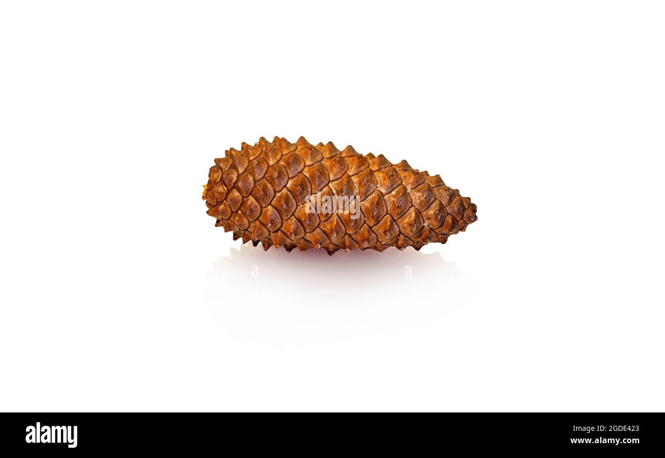 Pine tree cone with reflection, isolated on white. Clipping path (does not include reflection) Stock Photo