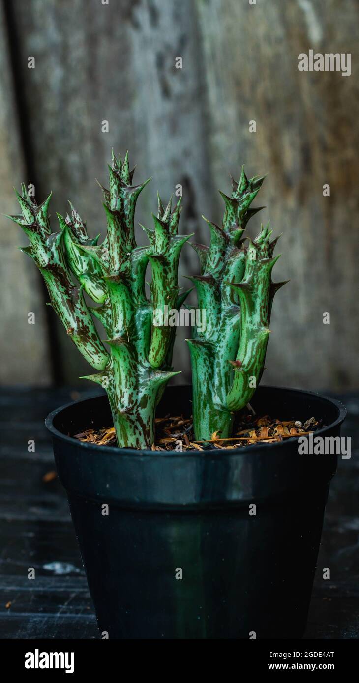 Huernia High Resolution Stock Photography and Images - Alamy