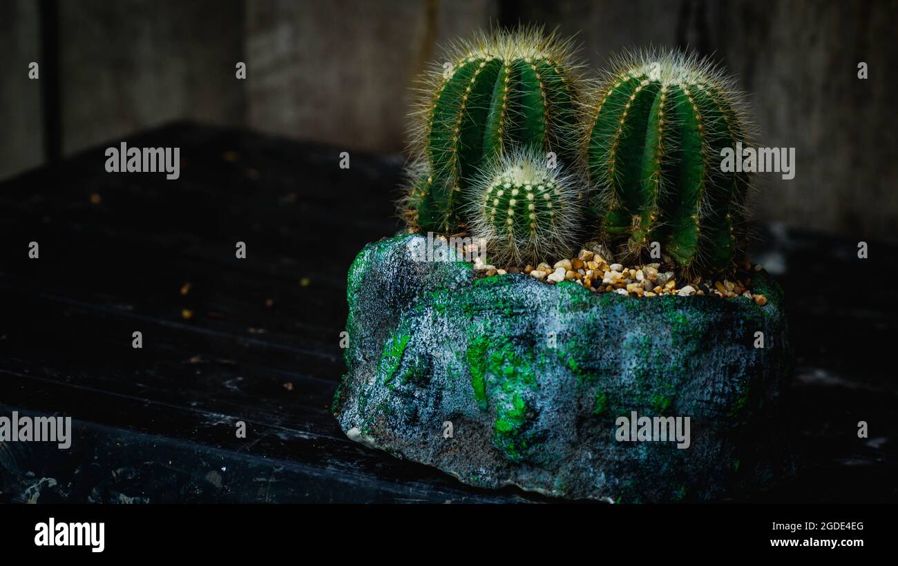 Notocactus magnificus on beautiful concrete artisan pot Stock Photo