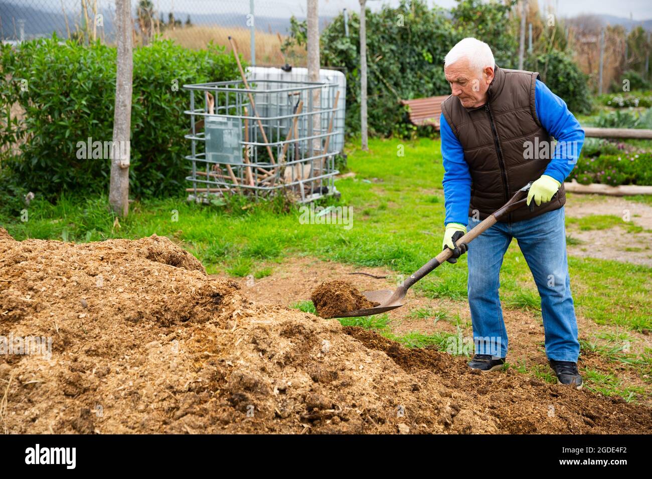 Mature man scattering peat shovel on garden beds Stock Photo - Alamy