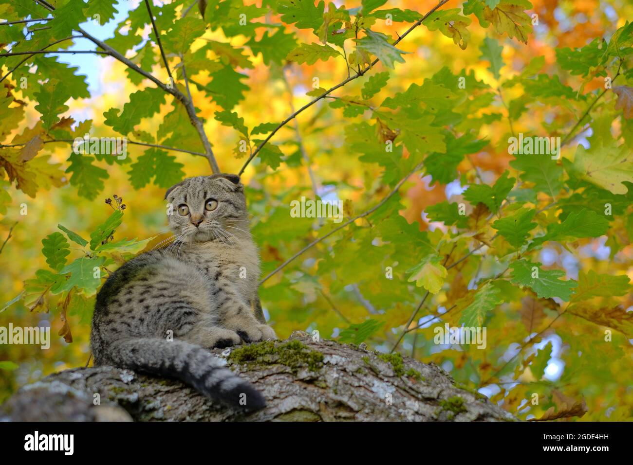 kitten on the tree. Scottish gray tabby cat in the autumn sunny garden ...