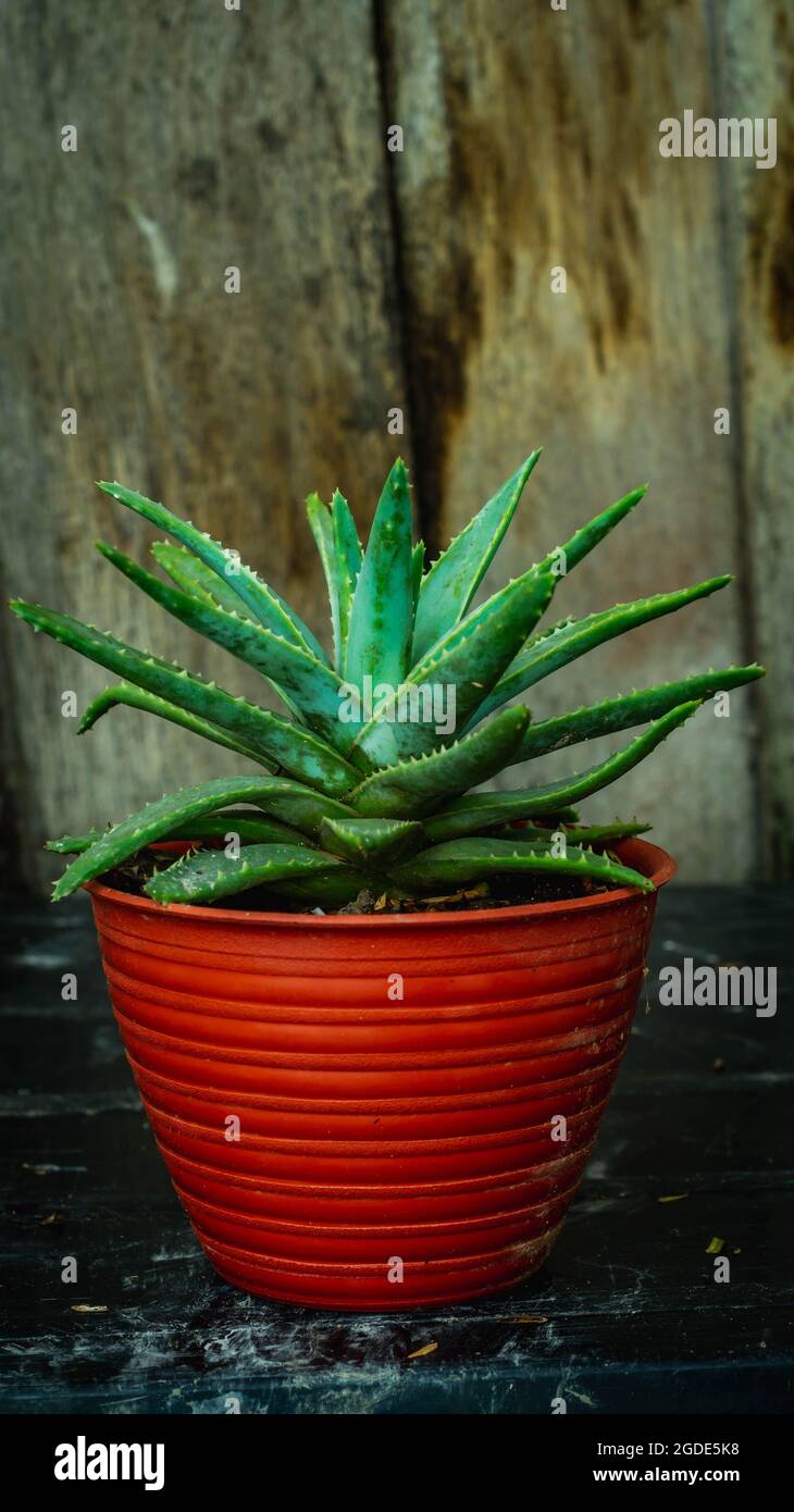 Detail look of Aloe, beautiful succulent plant Stock Photo