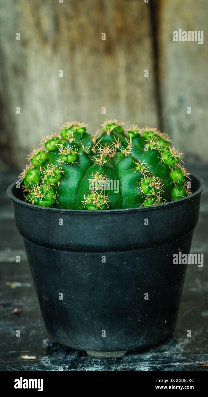 monstera kaufen köln Monstera 'Thai Constellation' kaufen