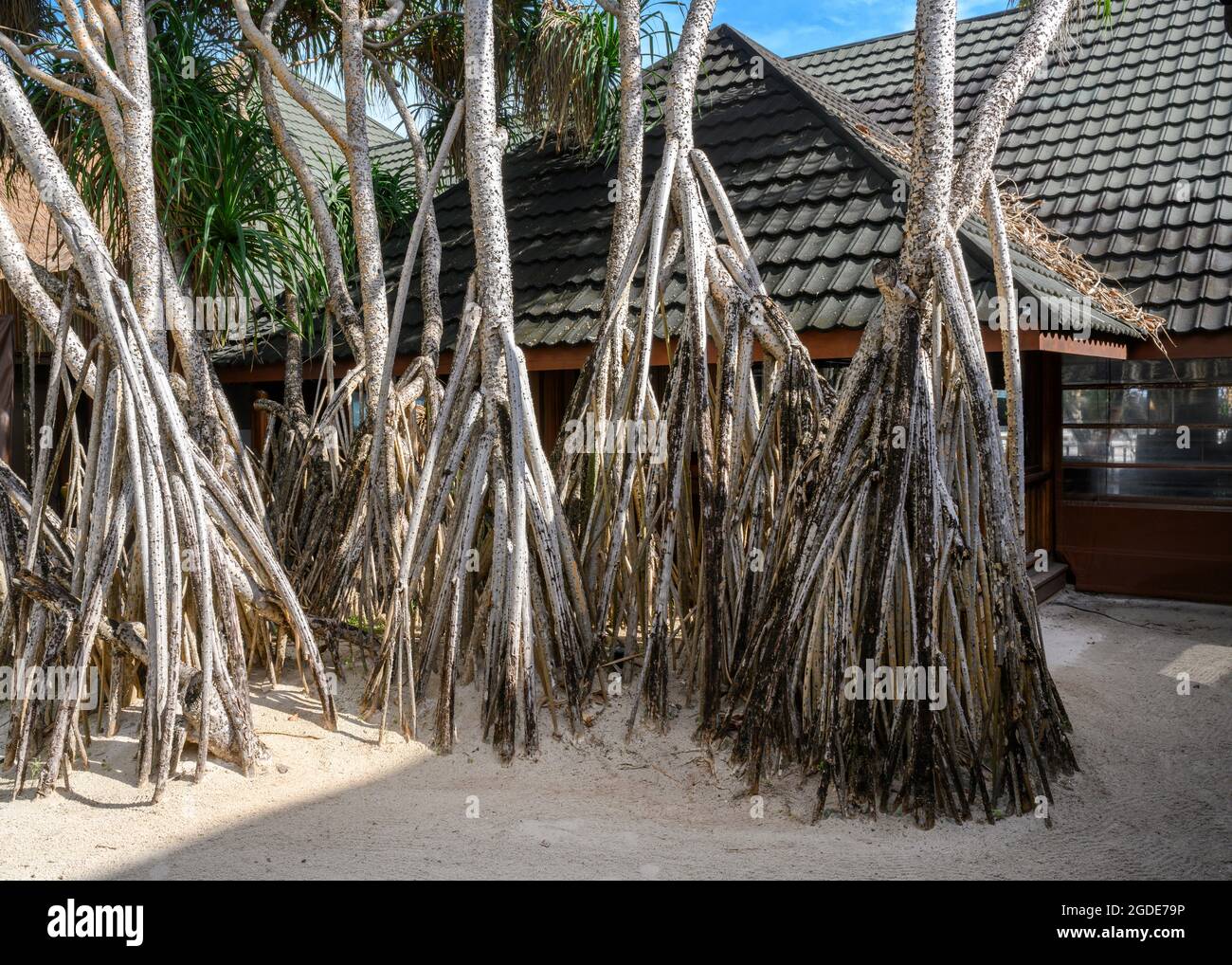 Tropical trees with high roots in front of the village house Stock ...