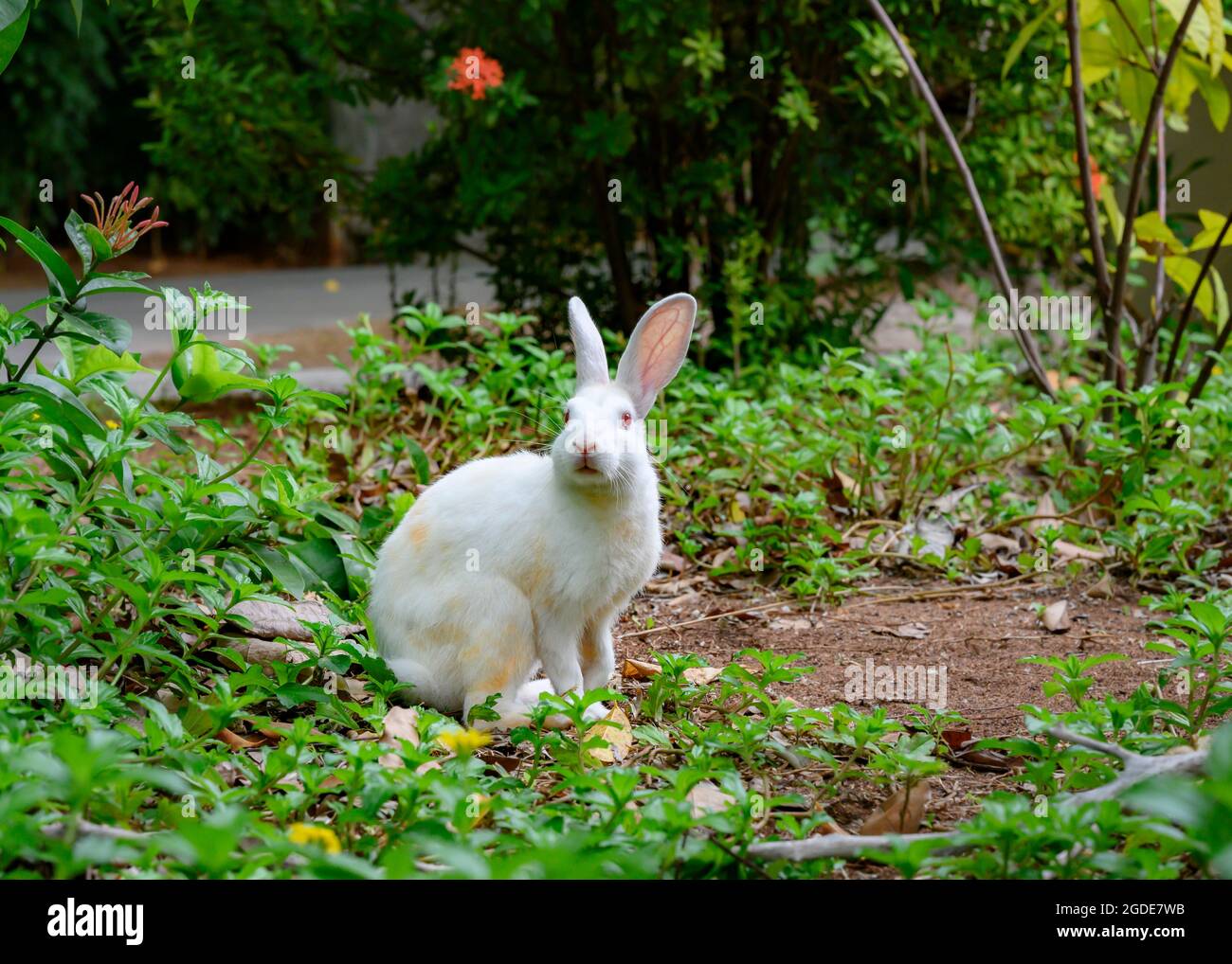 Curious white rabbit near a house in a village in the Maldives Stock