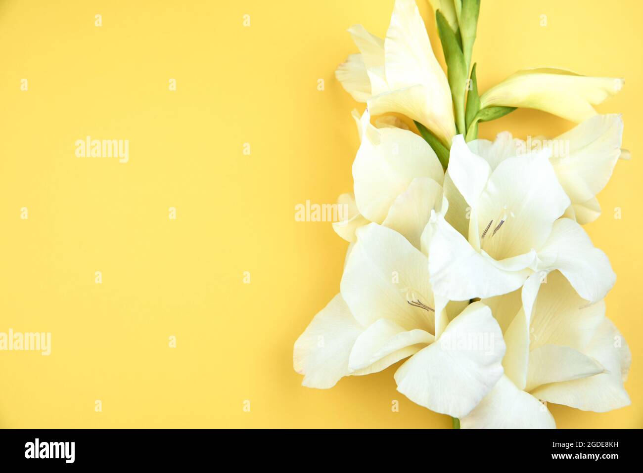 White delicate gladiolus flowers on a yellow background, copy space. Stock Photo