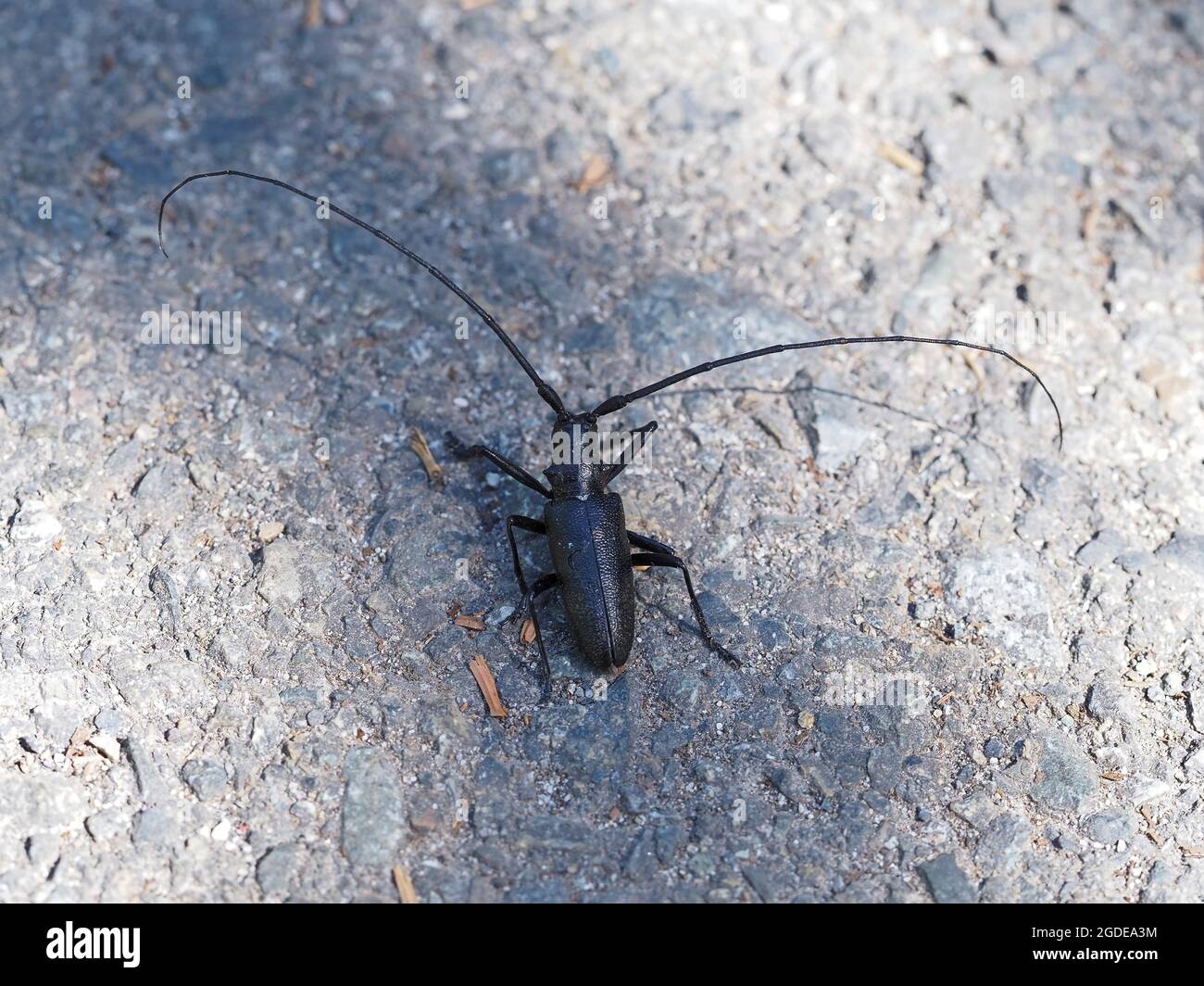 Monochamus scutellatus - white-spotted sawyer beetle - about 5cm in length excluding antennas Stock Photo