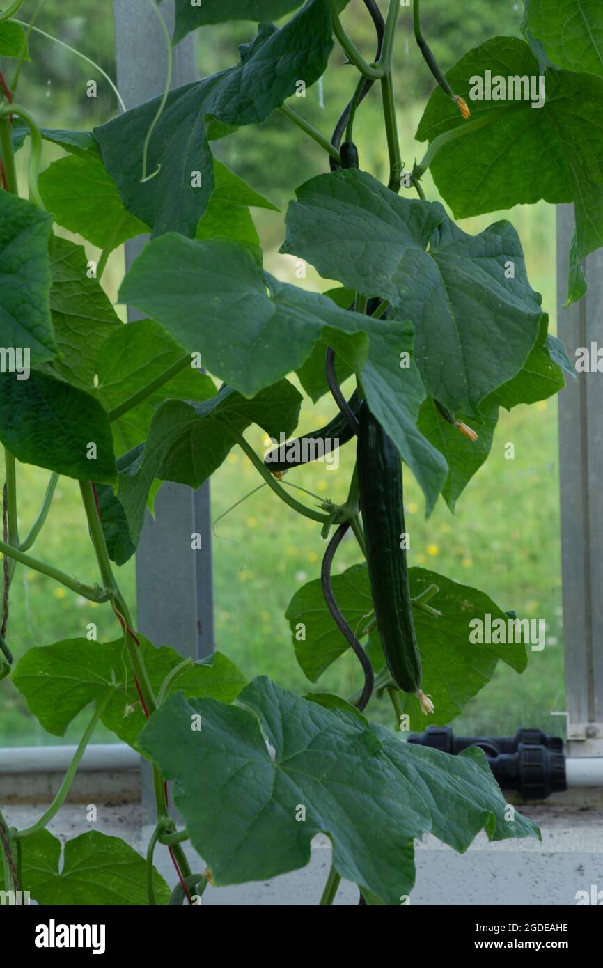 English Cucumber hanging on the plants In The small Greenhouse before
