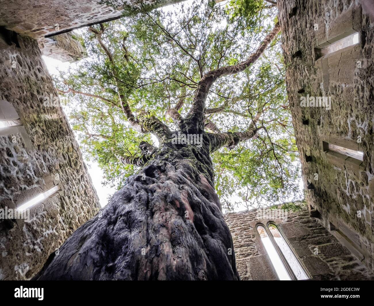 Killarney, Ireland- Jul 10, 2021: The Yew tree growing in Muckross Abbey in Killarney. Stock Photo