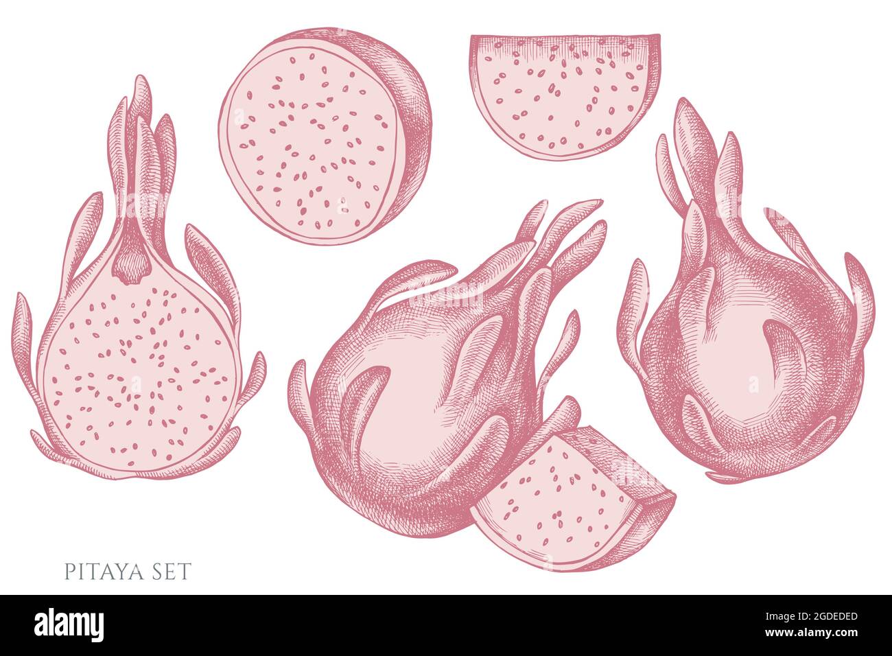 Vector set of hand drawn pastel pitaya Stock Vector