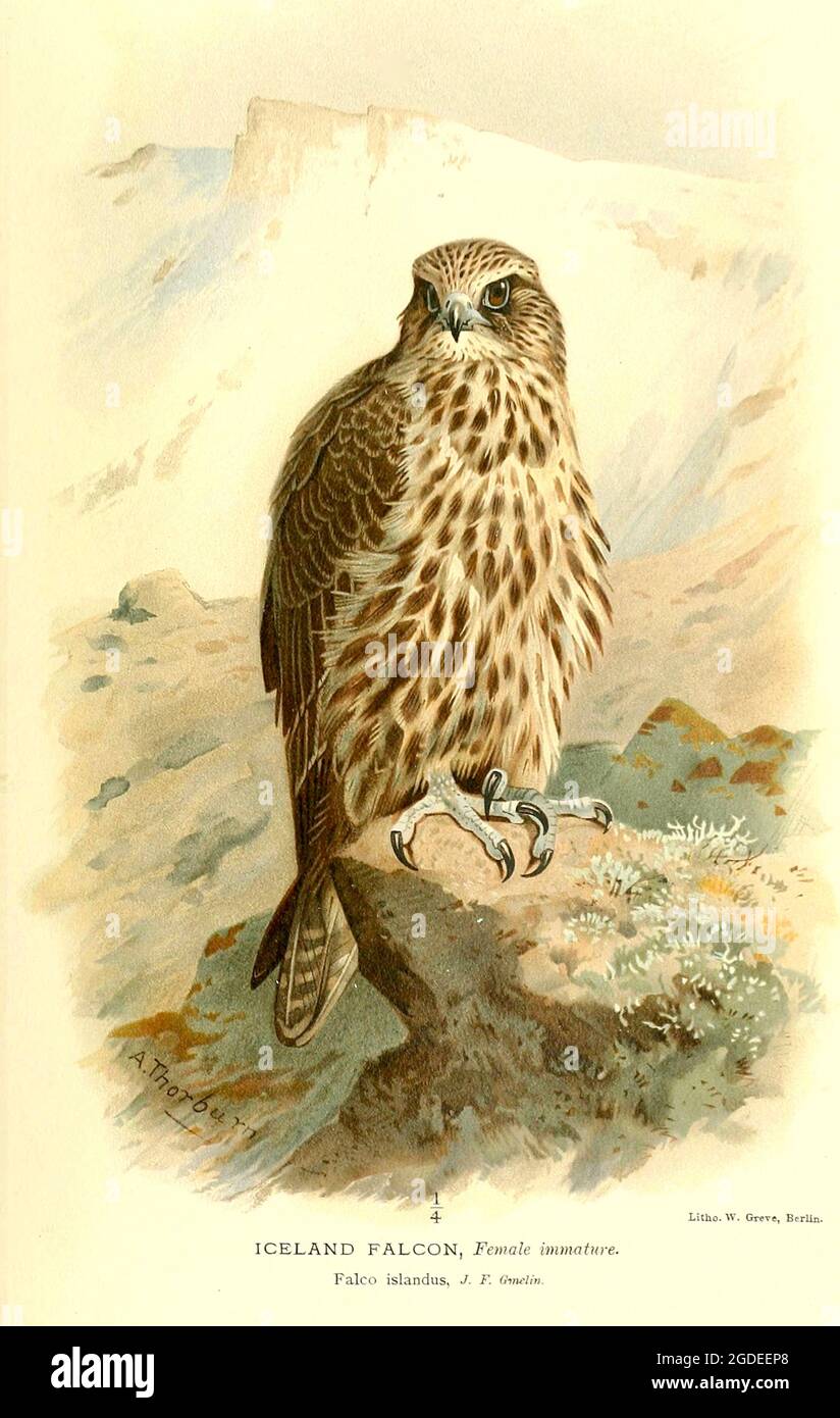 Vintage Archibald Thorburn illustration entitled Iceland Falcon - Female immature. Falco islandus-Coloured figures of the birds of the British Isles. Stock Photo