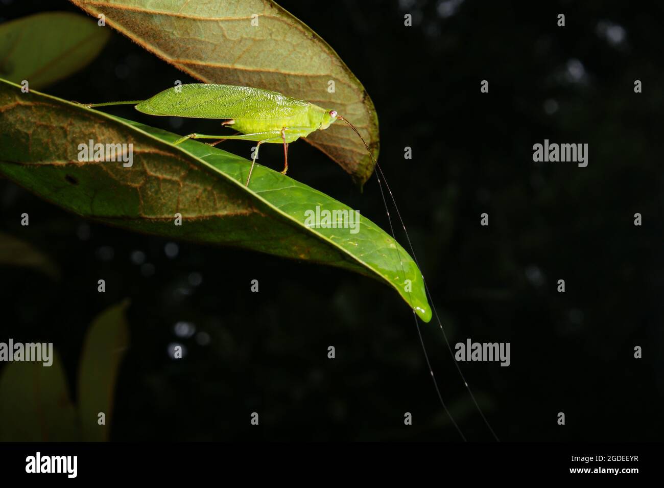Camouflaged Katydid or Bush Cricket (Scambophyllum ssp.) with long