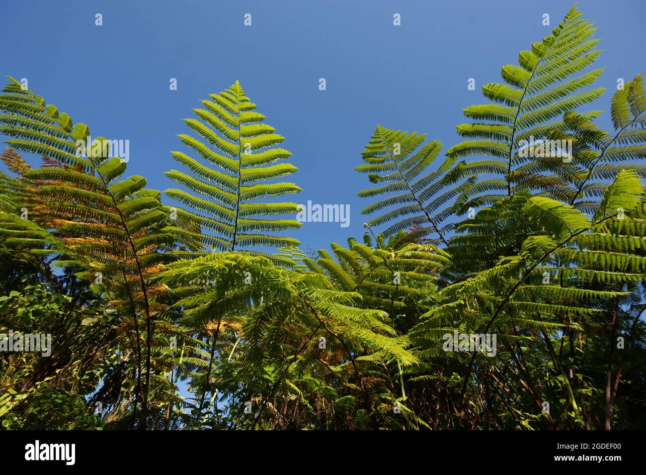 Huge fern leaves with blue sky, Sarawak, Borneo Stock Photo Alamy