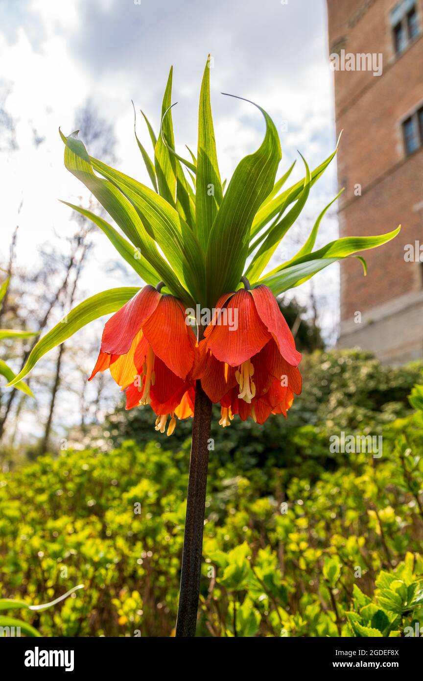 Fritillaria imperialis or the crown imperial or imperial fritillary or Kaiser's crown is a species of flowering plant in the lily family Liliaceae Stock Photo