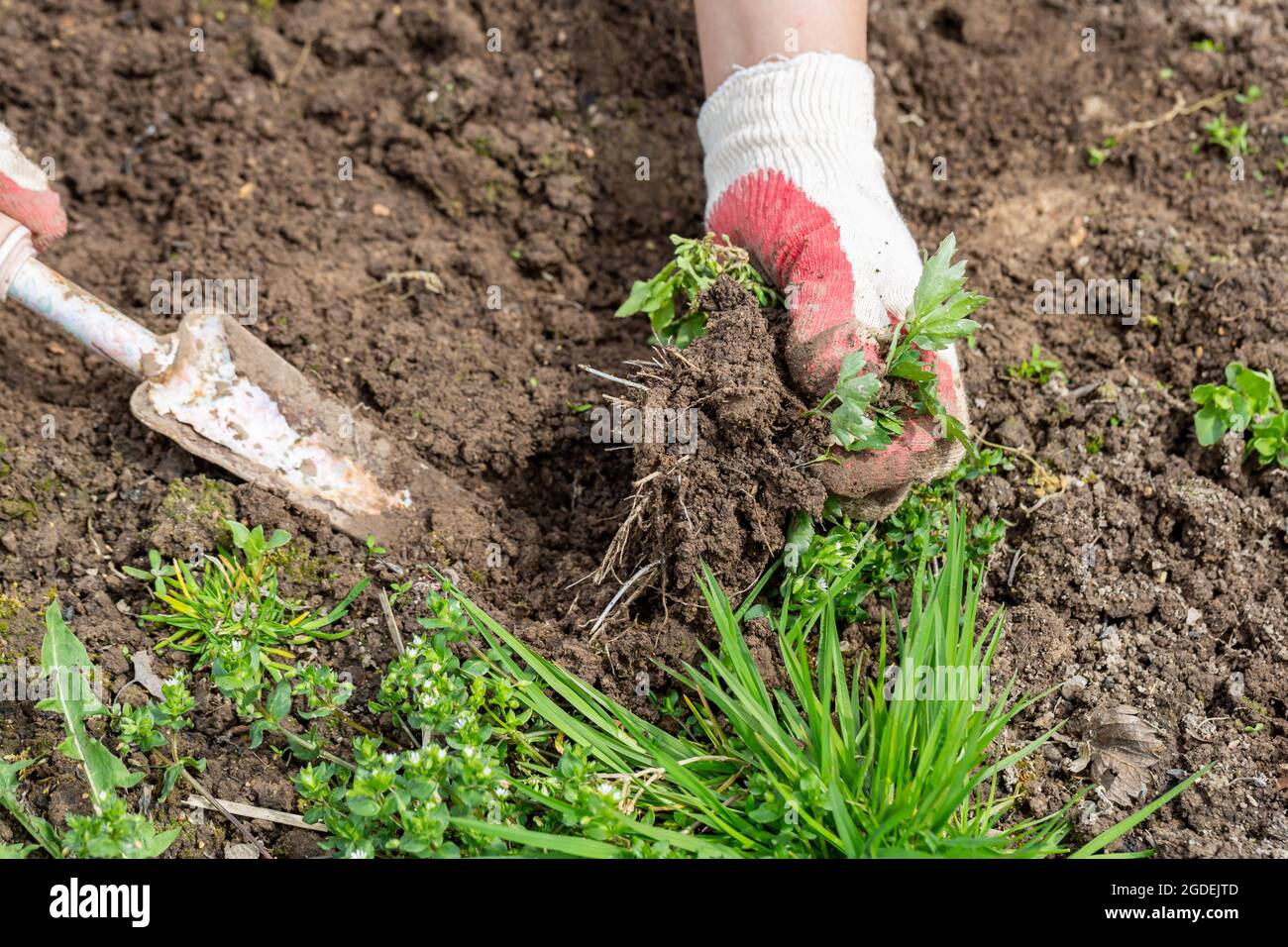 hands of gardener with weed in the vegetable garden Stock Photo - Alamy