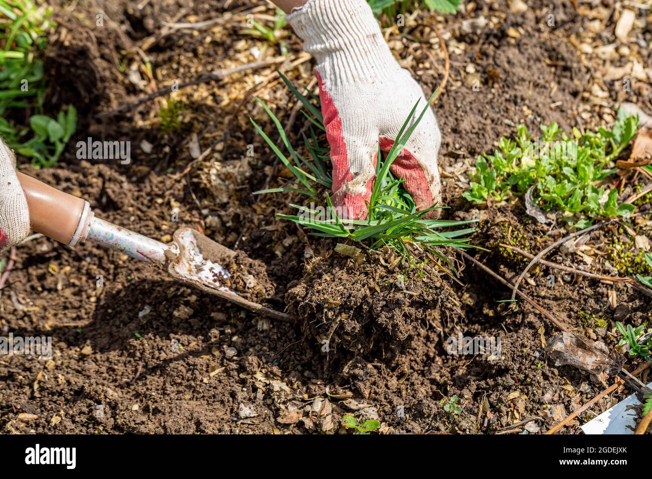 hands of gardener with weed in the vegetable garden Stock Photo - Alamy