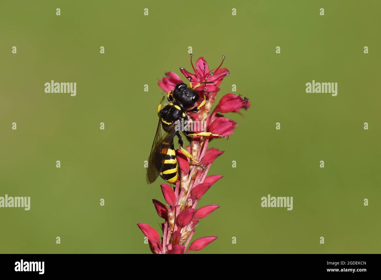 Wasp Ectemnius cephalotes, family Sand wasps, digger wasps (Crabronidae ). On flowers of Knotweed, knotgrass (Polygonum amplexicaule) Stock Photo