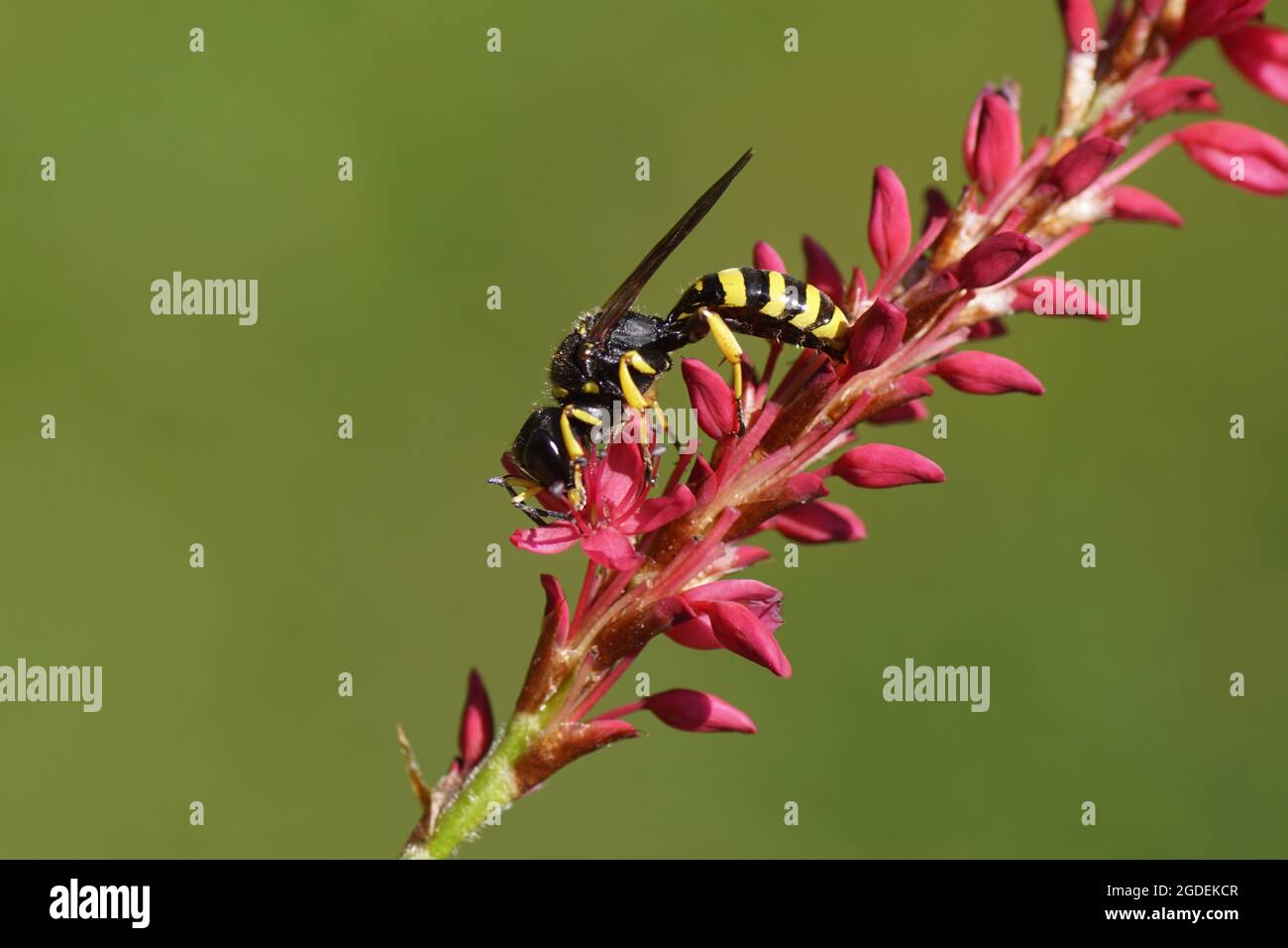 Wasp Ectemnius cephalotes, family Sand wasps, digger wasps (Crabronidae ). On flowers of Knotweed, knotgrass (Polygonum amplexicaule) Stock Photo