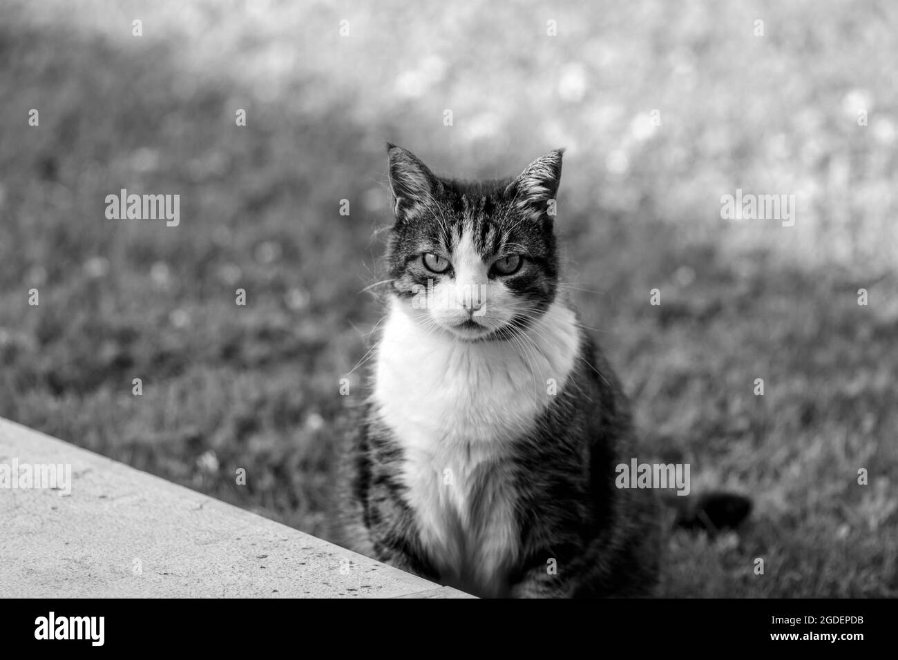 A black and white cat Stock Photo