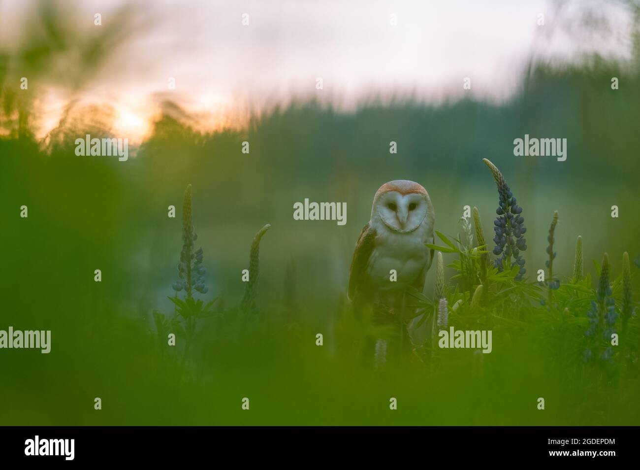 The barn owl (These albums) in a meadow at sunrise. Sitting on a stick in the grass among the blue flowers. Spring atmosphere, golden sunlight. Stock Photo