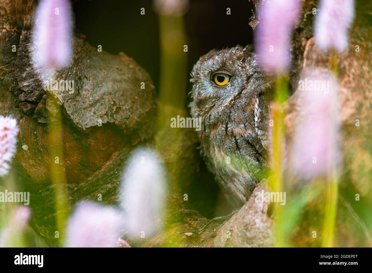 A very rare Eurasian Scops Owl (Otus scops) looking out of a hole in a tree trunk. Around blooming meadow, beautiful colorful bokeh. Stock Photo