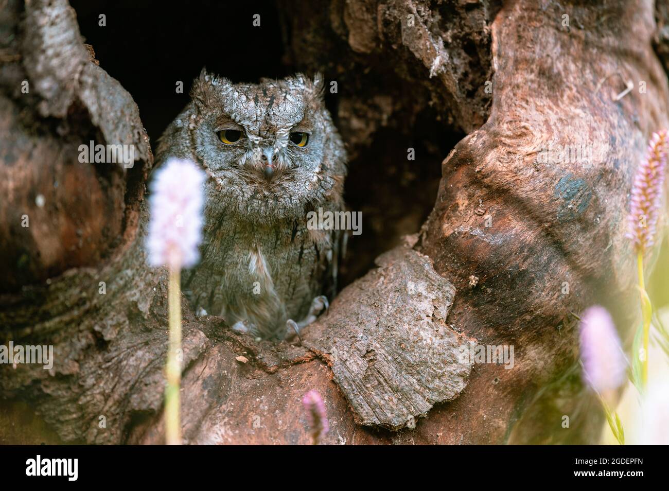 A very rare Eurasian Scops Owl (Otus scops) looking out of a hole in a tree trunk. Around blooming meadow, beautiful colorful bokeh. Stock Photo