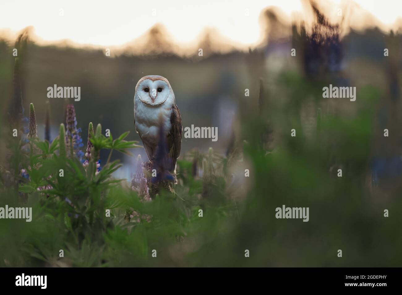 The barn owl (These albums) in a meadow at sunrise. Sitting on a stick in the grass among the blue flowers. Spring atmosphere, golden sunlight. Stock Photo