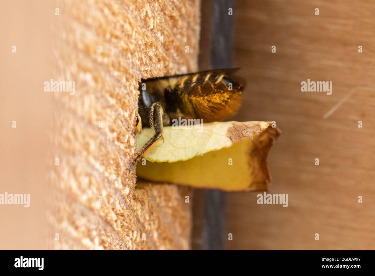 Patchwork leafcutter bee (Megachile centuncularis) entering its nest hole in a bee hotel carrying a section of leaf, Hampshire, England, UK Stock Photo