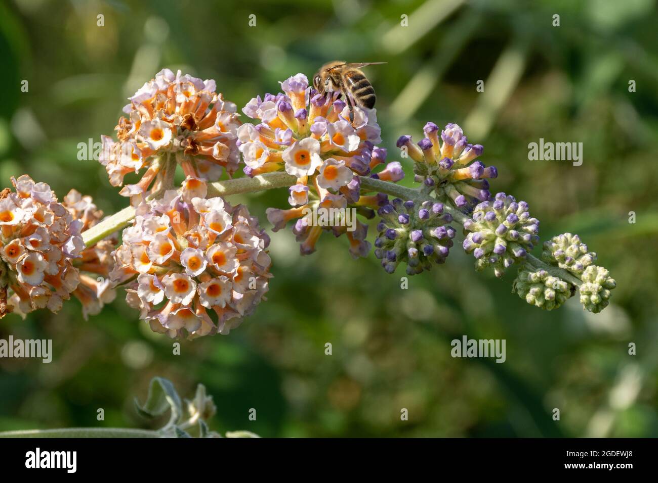 Buddleja × weyeriana 'Moonlight' (buddleia variety or cultivar), known as a butterfly bush, in flower during august or summer, UK, with a honey bee Stock Photo