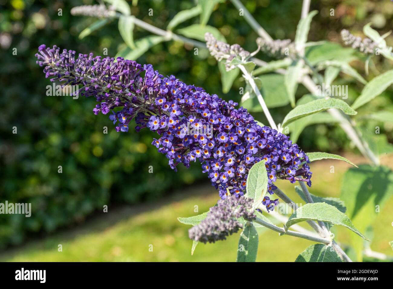 Buddleja davidii Orpheus (buddleia variety), known as a butterfly bush, in flower during august or summer, UK Stock Photo